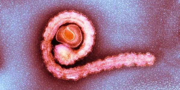 Zwerg Bandwuerm am mënschleche Kierper