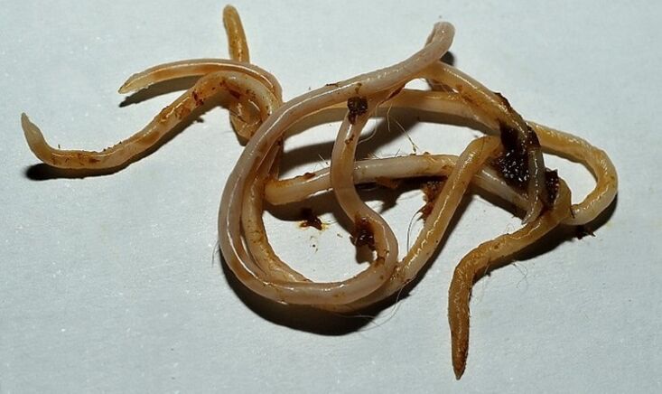 toxocara aus dem mënschleche Kierper