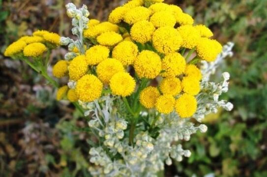 Tansy vu Parasiten am mënschleche Kierper