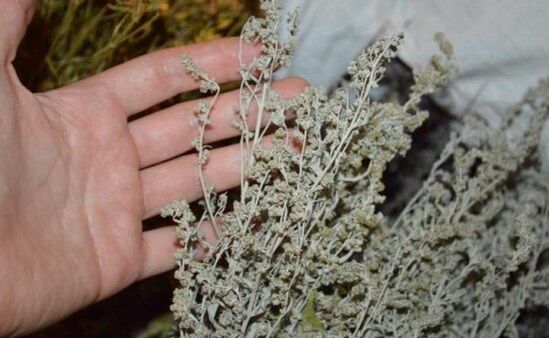 Wormwood géint Parasiten am mënschleche Kierper